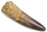 Fossil Spinosaurus Tooth - Real Dinosaur Tooth #381068-1